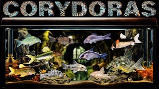 Best Corydoras Catfish for your Aquarium Fish Tank AWESOME Fresh Water Bottom Dwellers [upl. by Oirasec]