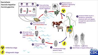 Fasciola hepatica life cycle [upl. by Ettenuahs180]