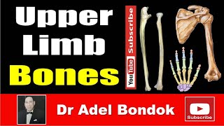 Upper Limb Bones Osteology Dr Adel Bondok Making Anatomy Simple [upl. by Yerffoeg]