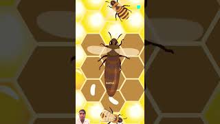 Honey Bee video 😍😍 [upl. by Jonas]