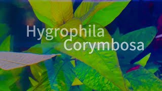 Hygrophila Corymbosa  Aquarium Plant [upl. by Nathanael]