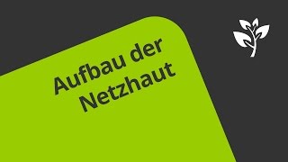 Aufbau der Netzhaut leicht erklärt  Biologie  Mensch [upl. by Annavoig]