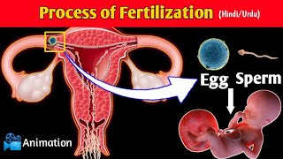 FertilizationConception Process in UrduHindi  Conception Explained in Urdu  Pregnancy [upl. by Medardas]