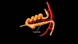 Embryological Rotation of the Midgut [upl. by Cutcheon]