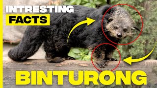 Discovering Binturong Facts About the Fascinating Bearcat [upl. by Anerehs]