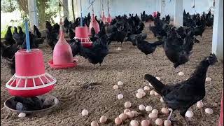 Kadaknath chicks amp Hatching eggs sale  Telangana  7013477871  kadaknathchicks kadaknatheggs [upl. by Goulder]