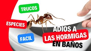 ⚠️🐜 ¿Cómo ELIMINAR HORMIGAS en el BAÑO para SIEMPRE 🐜⚠️ TIPS TRUCOS Y SOLUCIONES [upl. by Ladin]