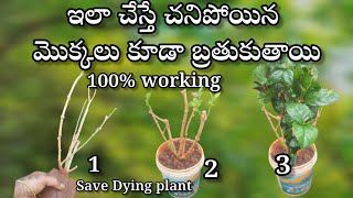 how to save dying plants in telugu  gardening [upl. by Ferrigno557]