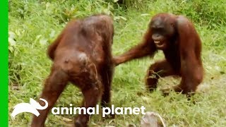 Orangutans Fight For Dominance While Leader Hamlet Is Trapped  Orangutan Island [upl. by Drisko]