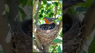 A bird sits on a nest protecting its two baby birds as they rest smartbird egret birdemic [upl. by Anerdna655]