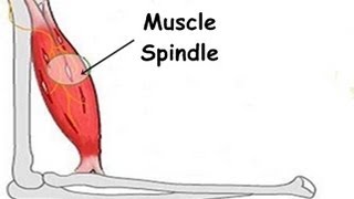 What is the Stretch Reflex or Myotatic Reflex [upl. by Eugenides15]