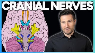 Easiest Way to Remember Cranial Nerves  Corporis [upl. by Anilatac]