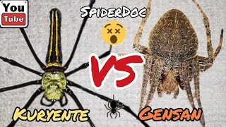 REMATCH KURYENTE vs GENSAN sa STICK Grabeng Tapang Talaga Spider Fight [upl. by Dun762]