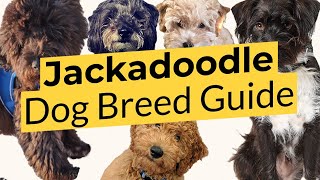 Best Jackadoodle Dog Breed Guide 📃🔴 2023 🔴 [upl. by Moreta50]