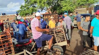 feira do porco ovelha e caprino CachoeirinhaPe 14324 nordeste agro pecuaria arroba [upl. by Adnohs756]