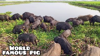 natural animal farmingherdsmans are pig grazing in our wonderful mud naturepeppa pig dikhaiye [upl. by Retsevlis]