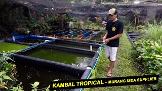 Kambal Tropical  Breeder and supplier ng murang isda sa Davao [upl. by Mabel411]