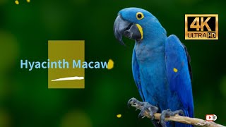 Hyacinth Macaw 4K [upl. by Eimrej]