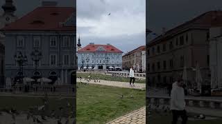 Chasing pidgins romania travel [upl. by Adranoel]