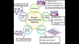 Immobilization of ENZYMES I CELLS I METHODS I TECHNIQUES [upl. by Vaclav]