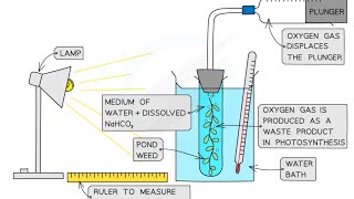 Investigating rate of photosynthesis  Core practical 10  Unit 6 Biology [upl. by Snehpets31]