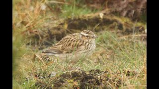 Woodlark Elveden Suffolk 10324 [upl. by Danny]