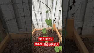 第一次种佛手瓜 搭的架子让它舒服地结瓜 Backyard Growing Chayote [upl. by Theone]