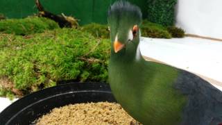 Whitecheeked turaco Spissnebb [upl. by Ellehcor667]