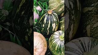 ORGANIC SQUASHES FROM THE JAMAICAN BACKYARD GARDEN gardening harvest growyourownfood butternut [upl. by Levin]