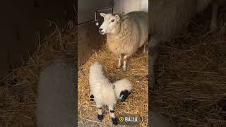 Valais Blacknose ewe lamb [upl. by Letnohs]