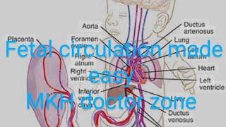 CV A 009 Fetal circulation and derivatives of umbilical veinartery foramen ovale ductus venosus [upl. by Dicks]