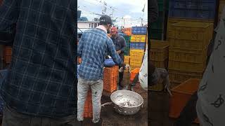 Marine fishing old port Mangalore [upl. by Nuhsar]