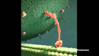 Kinesin Protein Stayin Alive [upl. by Artemahs]