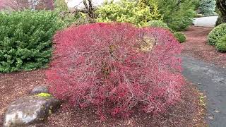 Acer palmatum  Beni hime  Dwarf Red Japanese Maple Tree April 2 2020 [upl. by Doris]