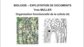 4 Le système endomembranaire  Thème  Organisation fonctionnelle de la cellule [upl. by Schram]