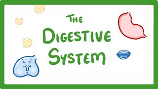 GCSE Biology  Digestive System 18 [upl. by Eugnimod304]