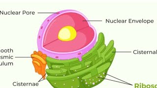 What are Ribosomes Ribosomes function and structure class 9  fundamental unit of life ribosomes [upl. by Nadeen742]