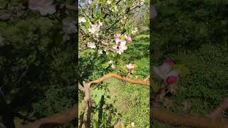 Apple 🍎 flowering tree my orchard A🍏O [upl. by Mamie]