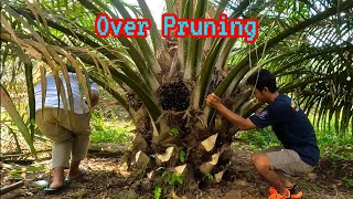 Contoh Kelapa Sawit Over Pruning [upl. by Nuahsel906]