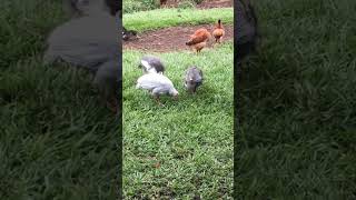 Gallinetas o Gallinas de Guinea Libres en Pastoreo guinea incubadoradehuevos huevos [upl. by Noitsirhc664]