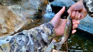 Fly Fishing Native Rainbow Trout  Southern California [upl. by Anyt383]