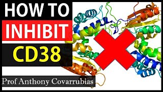 How To Inhibit CD38 As We Age  LPS Drives CD38 Expression  Prof Covarrubias Interview Series Ep5 [upl. by Eden]