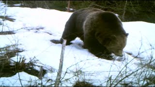 Bears coming out of hibernation in Montana [upl. by Osmund]