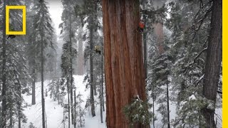 Magnificent Giant Tree Sequoia in a Snowstorm  National Geographic [upl. by Lise]