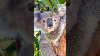 Koalas Funniest Moments Caught on Cam [upl. by Yedoc]