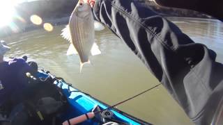 Trinity River Central Texas Fishing White Bass Take 2 [upl. by Aley]