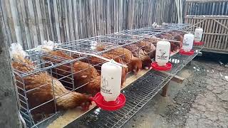 Ternak Ayam Petelur Sederhana di Lahan Sempit [upl. by Burkhard]