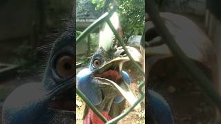 Angry Cassowary Dinosaur Makes a Terrible Sound [upl. by Luann59]