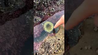 Beware of the Sea Anemones Sneaky Surprise [upl. by Donnie]