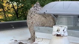 How To Remove A Large Bald Faced Hornet Nest [upl. by Atis663]